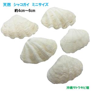 シャコ貝 インテリアの商品一覧 通販 Yahoo ショッピング