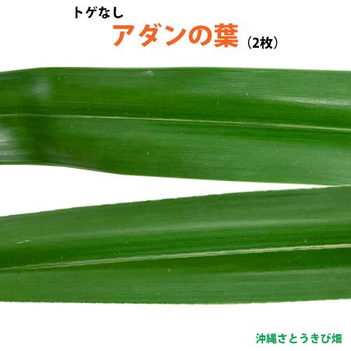 トゲなし　アダンの葉(2枚)　生葉　|草編み 葉編み かご編み 指ハブ 民具 アダン葉編み アダン葉...