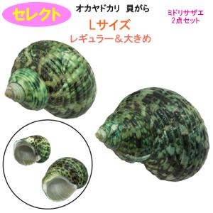 ヒメシャコガイ（ヒメジャコガイ）の貝殻 1対 : りゅうか商事 - 通販