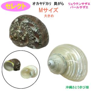 ヒメシャコガイ（ヒメジャコガイ）の貝殻 1対 : りゅうか商事 - 通販