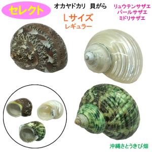 貝殻 シェルコレクション クレナイガンセキボラ（1個） : チャーム