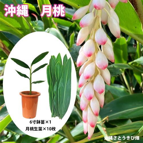 月桃(ゲットウ)6寸鉢苗と月桃の生葉（未洗浄）10枚セット　|沖縄 サンニン ハーブ ショウガ科 化...