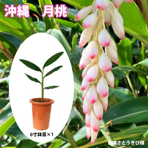 月桃(ゲットウ)6寸鉢苗 |沖縄 サンニン ハーブ ショウガ科 化粧水 虫除け 虫よけ ムーチー 月...