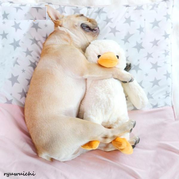 犬 噛む おもちゃ ぬいぐるみ 可愛い 丈夫 壊れない 安全 大型犬 小型犬 清潔  歯磨きドギーマ...