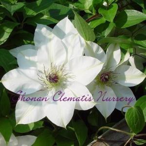 湘南のクレマチス直送のお店 Yahoo ショッピング