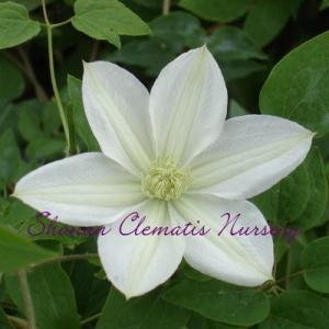 湘南のクレマチス直送のお店 Yahoo ショッピング