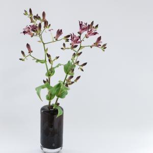 Henry Dean/ヘンリーディーン】Lama ラナイ（size M） Henry Dean