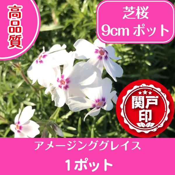 高品質 芝桜 アメージンググレイス 9cmポット 1ポット グランドカバー 下草 雑草対策 北海道へ...