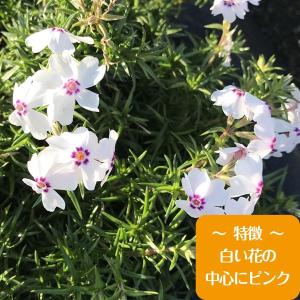 高品質 芝桜 アメージンググレイス 9cmポッ...の詳細画像1