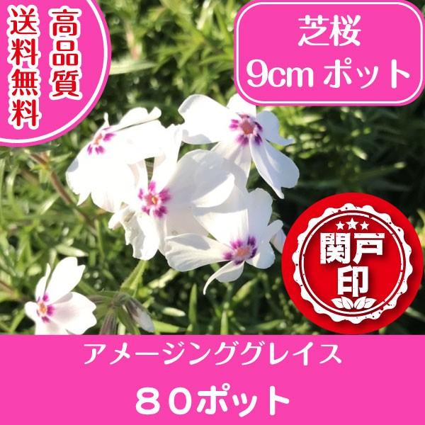 高品質 芝桜 アメージンググレイス 9cmポット 80ポット 送料無料(関東・東海・関西・北陸・信越...