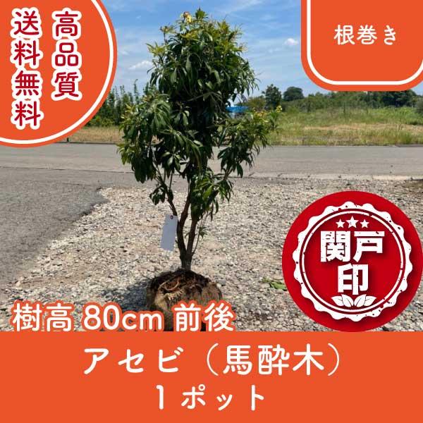 高品質 アセビ 馬酔木 根巻き 1ポット 赤花 樹高80cm前後 送料無料(関東・東海・関西・北陸・...