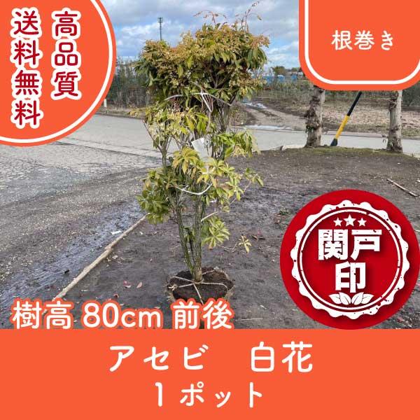 高品質 アセビ 馬酔木 根巻き 1ポット 白花 樹高80cm前後 送料無料(関東・東海・関西・北陸・...