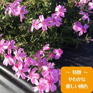 高品質 芝桜 オータムローズ 9cmポット 1...の詳細画像1