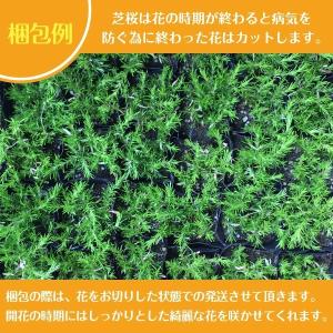 高品質 芝桜 オータムローズ 9cmポット 1...の詳細画像2