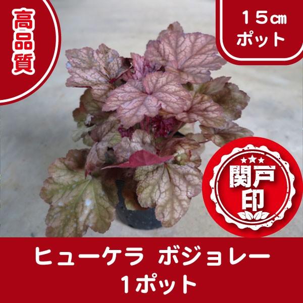 高品質 ヒューケラ ボジョレー 壺珊瑚 ポットタイプ 1ポット 15cmポット グランドカバー 下草...