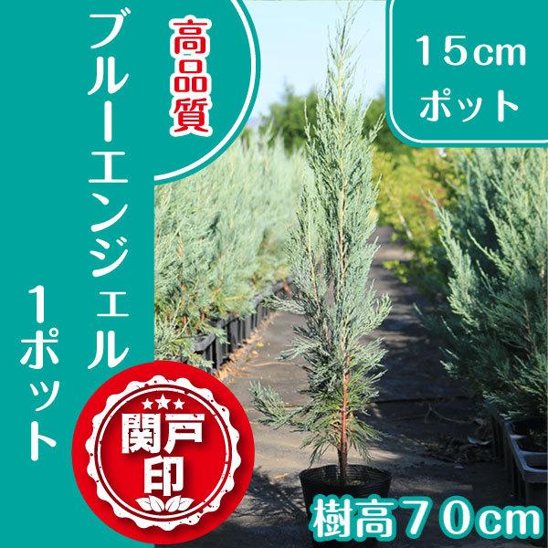 高品質　ブルーエンジェル　15cmポット　1本　レビューを書いて特典あり　シンボルツリー　庭木