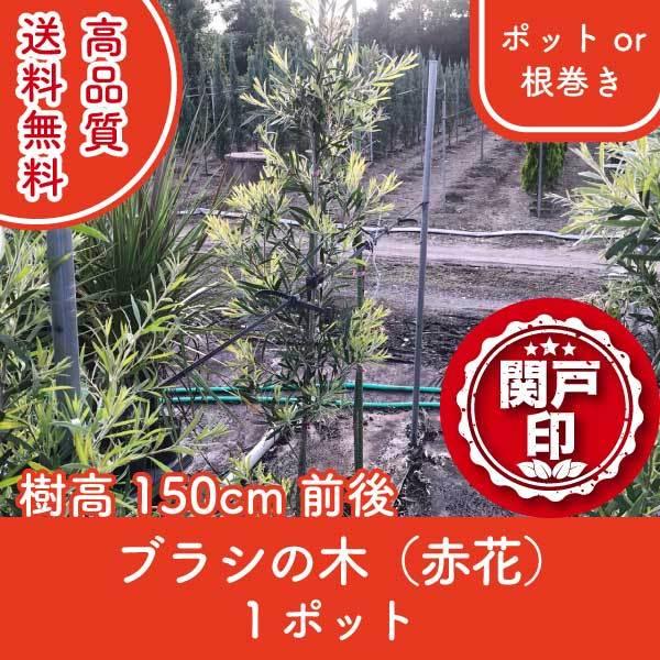 高品質 ブラシの木（赤花） ポットor根巻き 1ポット 樹高150cm前後 送料無料(関東・東海・関...