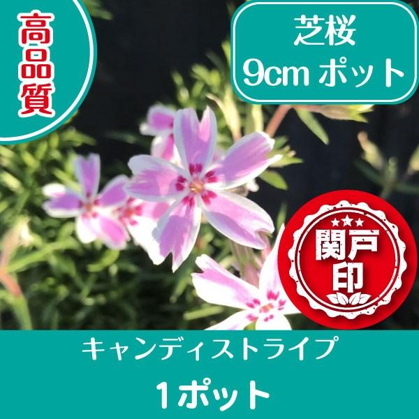 高品質 芝桜 キャンディーストライプ 9cmポット 1ポット グランドカバー 下草 雑草対策 北海道...