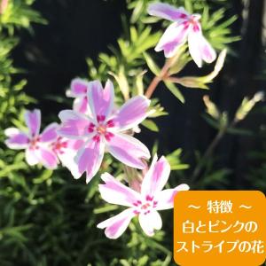 高品質 芝桜 キャンディーストライプ 9cmポ...の詳細画像1