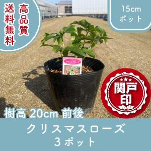 断然お得なグランドカバーセット！玉竜(タマリュウ)マットタイプ4枚