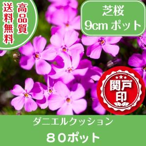 高品質 芝桜 ダニエルクッション 9cmポット 80ポット 送料無料(関東・東海・関西・北陸・信越に限り) グランドカバー 下草 北海道への配送不可｜s-engei