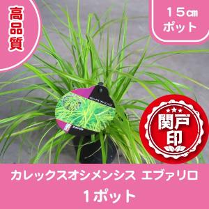 高品質　カレックス　オシメンシス　エヴァリロ　15cmポット　1ポット　レビューを書いて特典あり