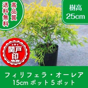 高品質 フィリフェラ・オーレア ポットタイプ 15cmポット ５ポットセット レビューを書いて特典あり 送料無料！(関東・東海・関西・北陸・信越に限り)