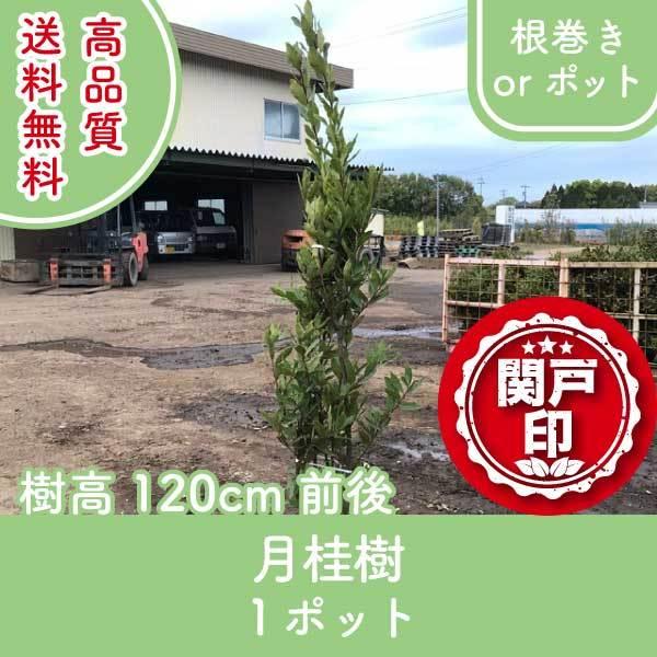 高品質 月桂樹 ローリエ ローレル 根巻きorポット 1ポット 樹高120cm前後 送料無料(関東・...