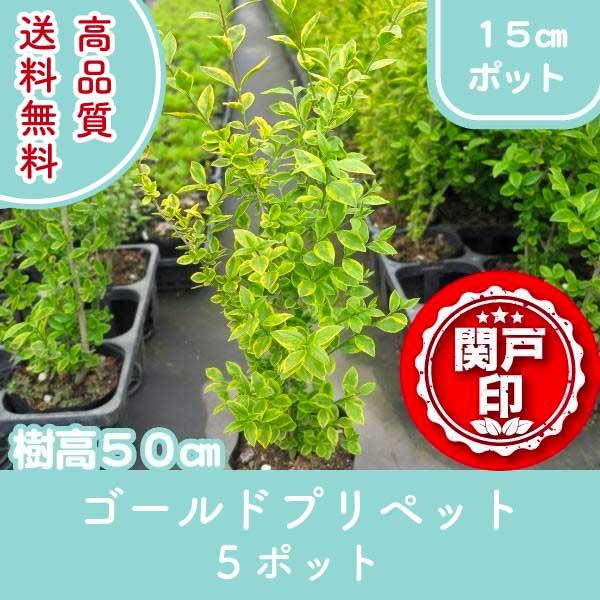 高品質 生垣に最適 ゴールドプリペット ポットタイプ 15cmポット ５ポットセット レビューを書い...