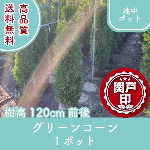 高品質 グリーンコーン 地中ポットタイプ 1ポット 樹高120cm前後 送料無料(関東・東海・関西・...