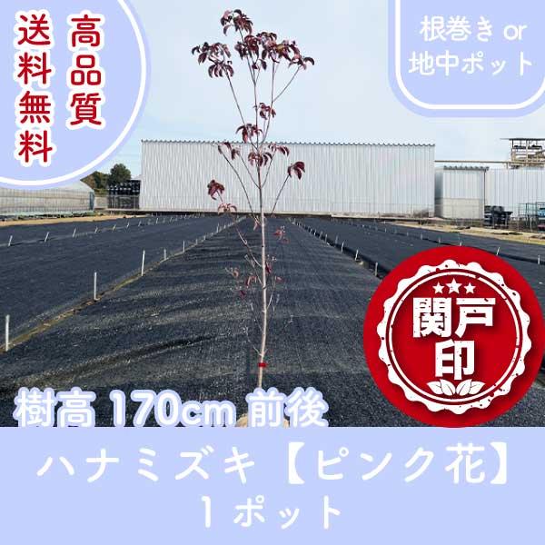 高品質 ハナミズキ ピンク花 根巻きor地中ポット 1ポット 樹高170cm前後 送料無料(関東・東...