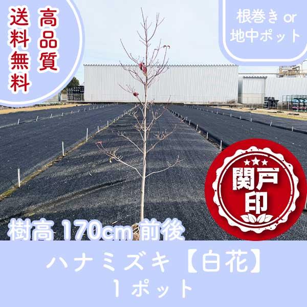 高品質 ハナミズキ 白花 根巻きor地中ポット 1ポット 樹高170cm前後 送料無料(関東・東海・...