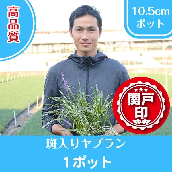 高品質　グランドカバーに最適　斑入りヤブランポットタイプ　10.5cmポット　1個　レビューを書いて...