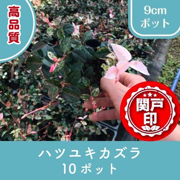 高品質 ハツユキカズラ ポットタイプ 9cmポット 10ポットセット レビューを書いて特典あり! グ...