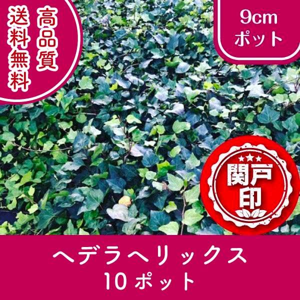 高品質 へデラヘリックス ポットタイプ 9cmポット 10ポットセット レビューを書いて特典あり! ...
