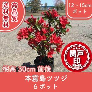 高品質 本霧島ツツジ 12 15cmポット 6ポット 樹高30cm前後 送料無料 関東 東海 関西 北陸 信越に限り レビューを書いて特典あり Honkirishima30 6p 関戸園芸 通販 Yahoo ショッピング