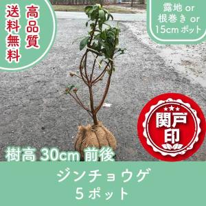 日本花キ流通 マンゴー リリー 6号鉢 送料無料 接木苗 苗木 果樹苗