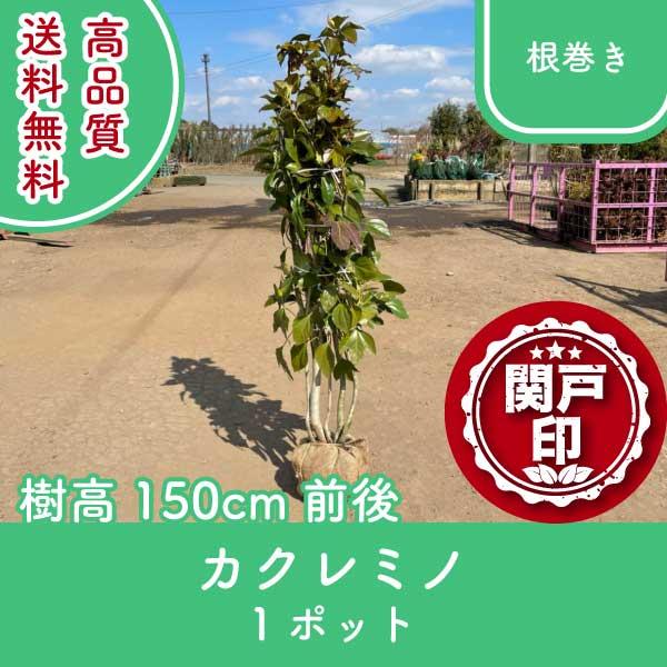 高品質 カクレミノ 根巻きタイプ 1ポット 樹高150cm前後 送料無料(関東・東海・関西・北陸・信...