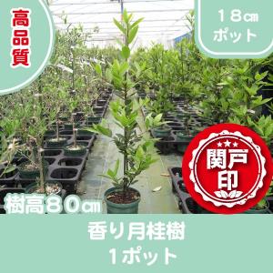 高品質 香り月桂樹 ローリエ ローレル ポットタイプ 18cmポット １ポット レビューを書いて特典あり Kgekkeiju 80cm 関戸園芸 通販 Yahoo ショッピング