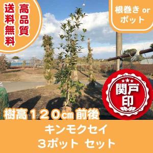 関戸園芸 キンモクセイ シンボルツリー中木 高木 Yahoo ショッピング