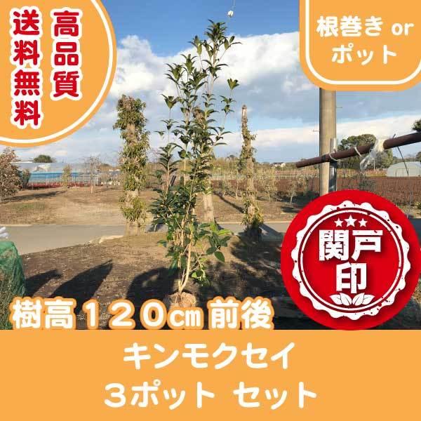 高品質 キンモクセイ 根巻きorポット 3ポットセット 樹高120cm前後 送料無料(関東・東海・関...
