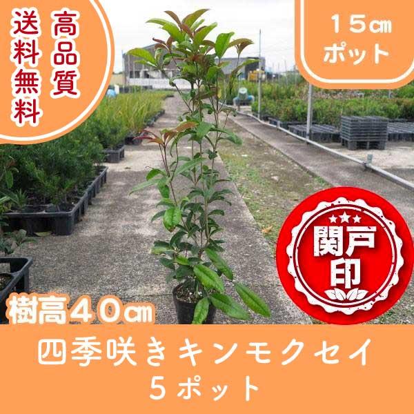 高品質 四季咲キンモクセイ 15cmポット ５ポット レビューを書いて特典あり 送料無料(関東・東海...