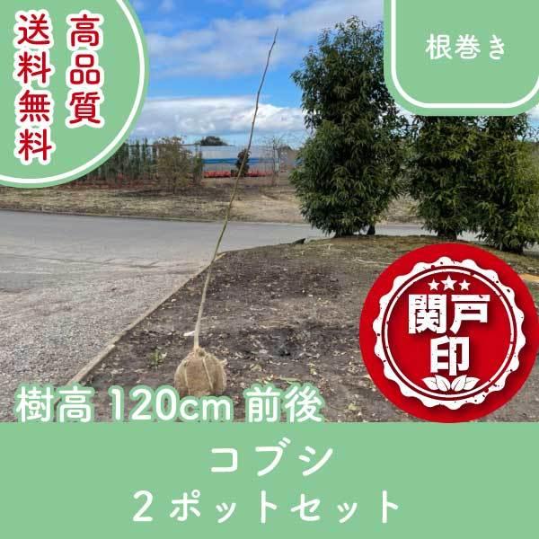 高品質 コブシ 辛夷 根巻きタイプ 2ポットセット 樹高120cm前後 送料無料(関東・東海・関西・...