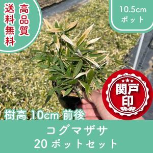 高品質 コグマザサ 10.5cmポット 20ポットセット 樹高20cm前後 送料無料(関東・東海・関西・北陸・信越に限り) レビューを書いて特典あり!!｜s-engei