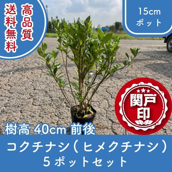 高品質 コクチナシ（ヒメクチナシ） ポットタイプ 15cmポット 5ポット 樹高40cm前後 送料無...