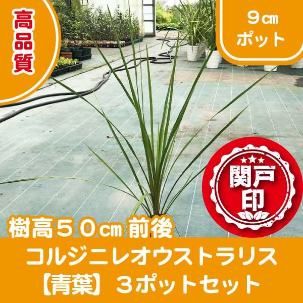 高品質 コルジニレオーストラリス【青葉】 ポットタイプ 9cmポット ３ポット セット レビューを書...