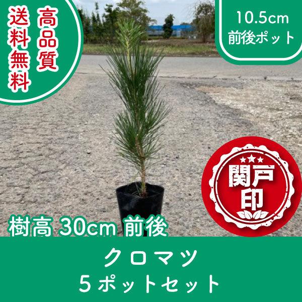高品質 クロマツ ポットタイプ 10.5cmポット5ポットセット 樹高30cm前後 送料無料(関東・...