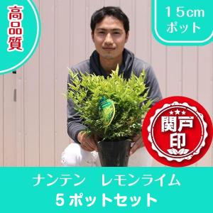 高品質　ナンテン　レモンライム　15cmポット　1ポット　レビューを書いて特典あり