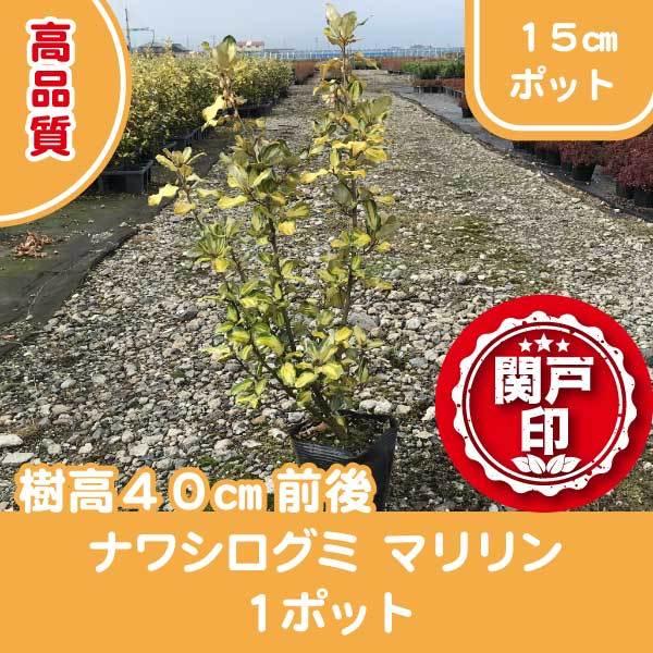 高品質 ナワシログミ マリリン ポットタイプ 15cmポット １ポット レビューを書いて特典あり!!