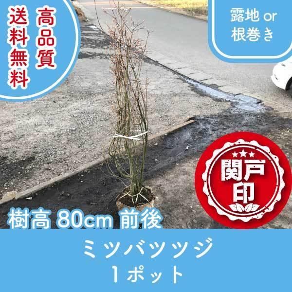 高品質 ミツバツツジ 露地・根巻きタイプ 1ポット 樹高80cm前後 送料無料(関東・東海・関西・北...